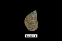 藏品(綠孔雀蛤)的圖片